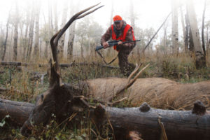 The author killed this last-day Colorado elk at 250 yards with a Ruger rifle in .300 Win. Mag.