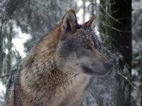 Michigan residents cite protection from wolves as top reason for concealed carry.