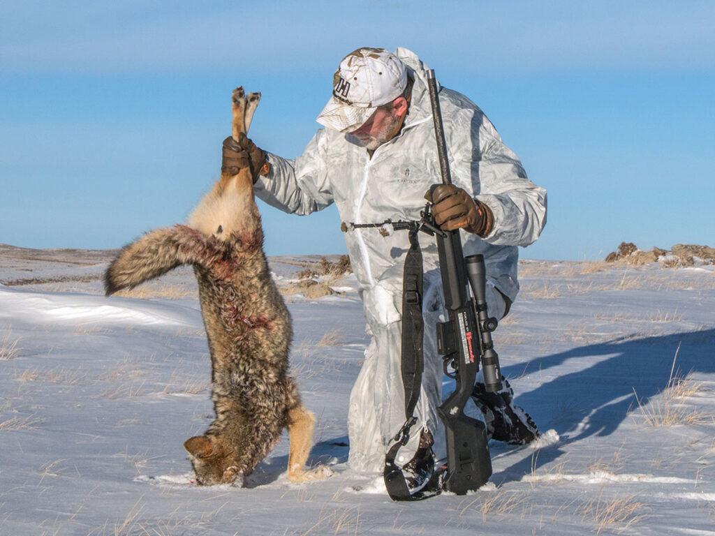 25 creedmoor coyote hunting