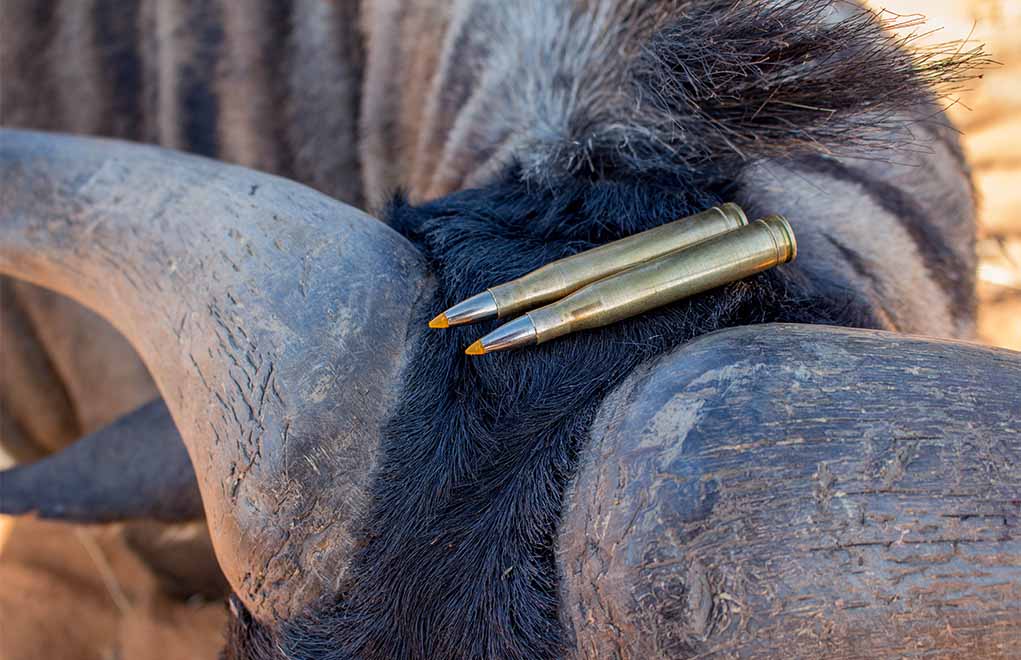 300 H&H Magnum Cartridge on Wildebeast