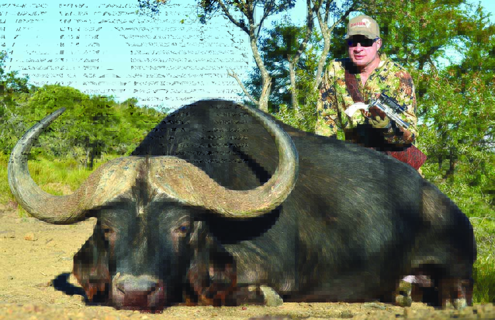 This Cape buffalo fell to the author’s .500 JRH BFR in South Africa. The Kodiak Punch bullets again proved very effective, cleanly taking the large bovine.