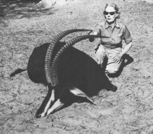 This 42-inch sable antelope was a one-shot kill with the 7×57 in Angola.