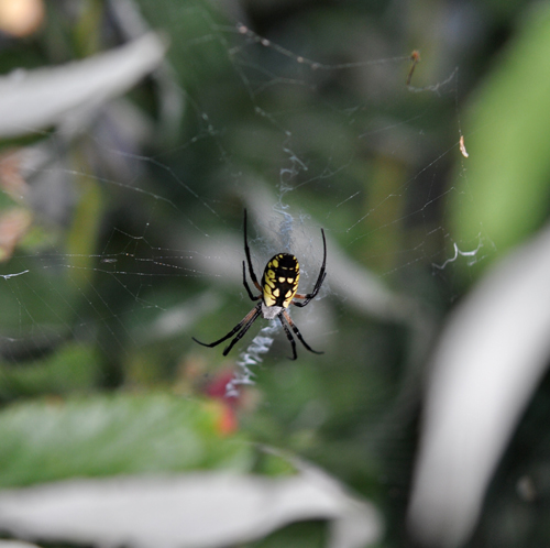 Taking time to appreciate a spider in its web while doing garden work is one of the many benefits of growing your own food. (Tracy Schmidt photo)