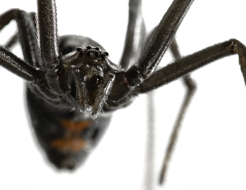 Black-Widow-Spider-Bite