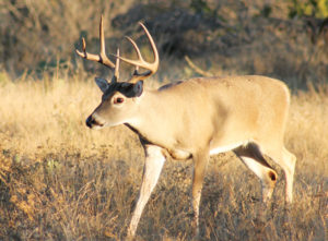 It doesn’t take an expensive rifle to tag a prized whitetail buck, but it does take one that shoots accurately.
