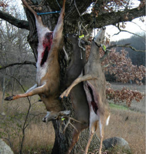 Here are five good reasons to butcher deer yourself.