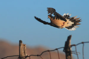 Dove in flight