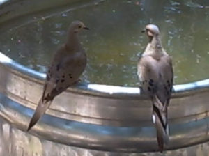 Doves on water tank