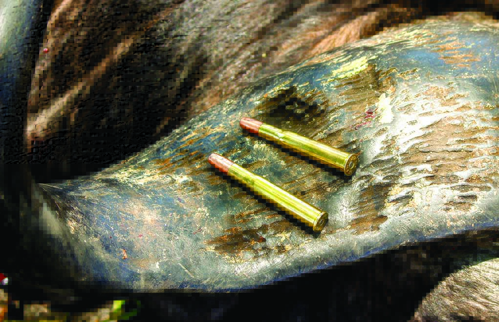 The author’s handloaded .450/400 3-inch NE ammunition, on the horns of an old Cape buffalo bull.