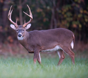 If you know how to hunt deer, you’re well on your way to providing a self-sufficient source of animal protein. 