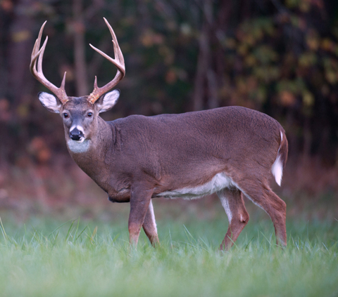 How to Hunt Deer for Self-Sufficiency