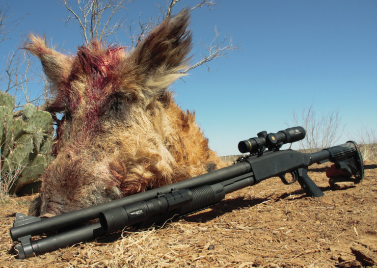 Hunting Wild Hogs: The Mossberg Way