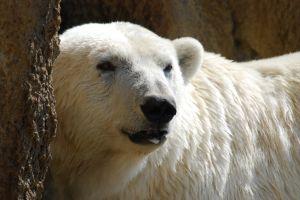 Canada needs polar bear guns