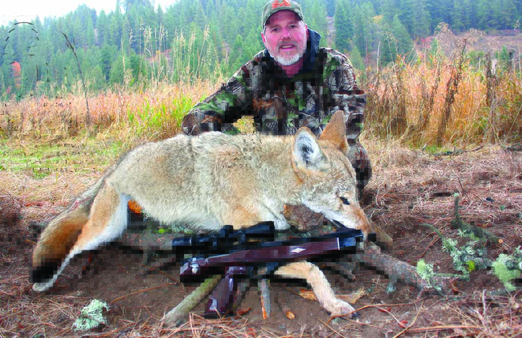 The author received his Remington XP-100 Long Range Pistol and mounted a scope one day, sighted it in the next and dropped this called-in mountain coyote with it the day after. 
