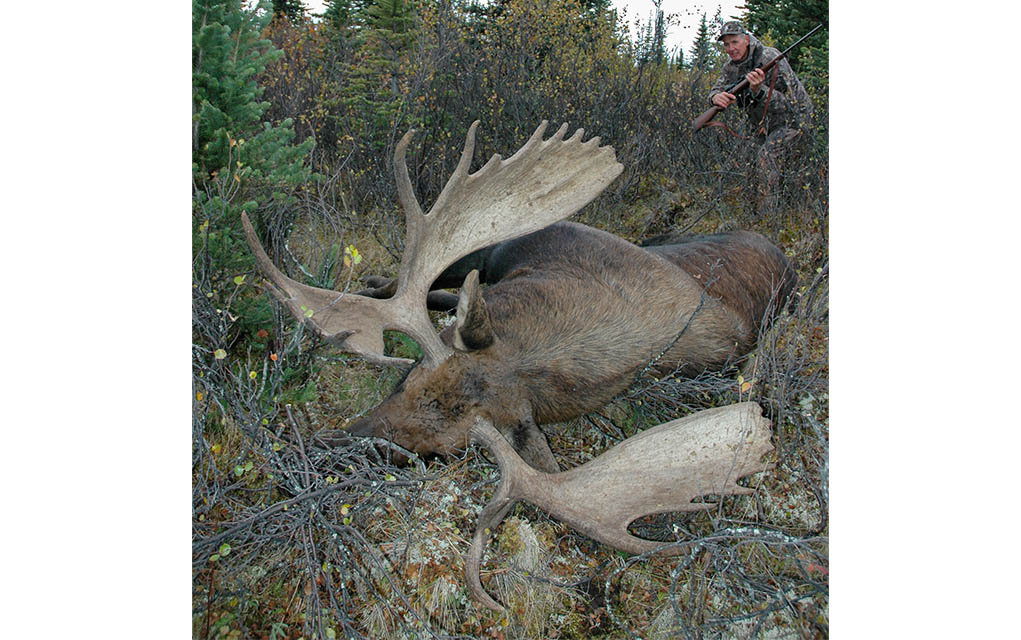 canada moose hunting zwoll