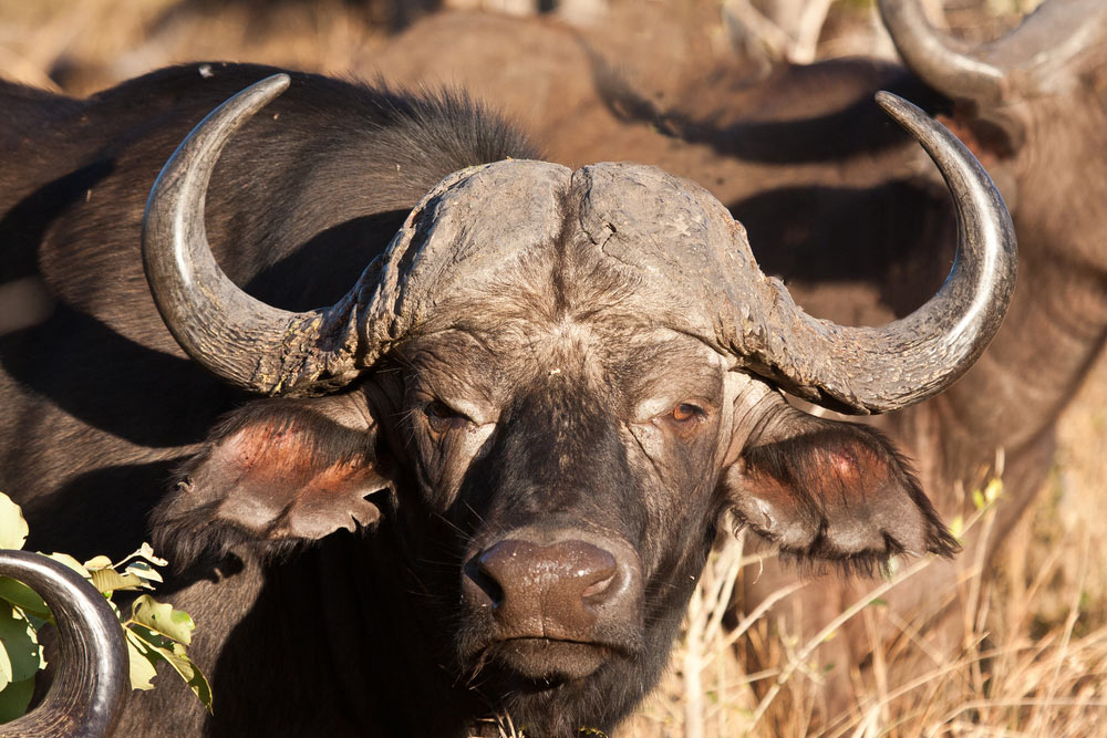 When facing brutes, such as Cape Buffalo, the .458 Winchester Magnum has become the modern standard. Dangerous game hunters wouldn't want to face Mbogo with anything less.
