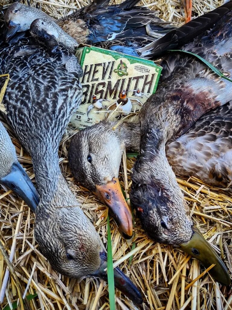 hevi bismuth shotgun shells ducks