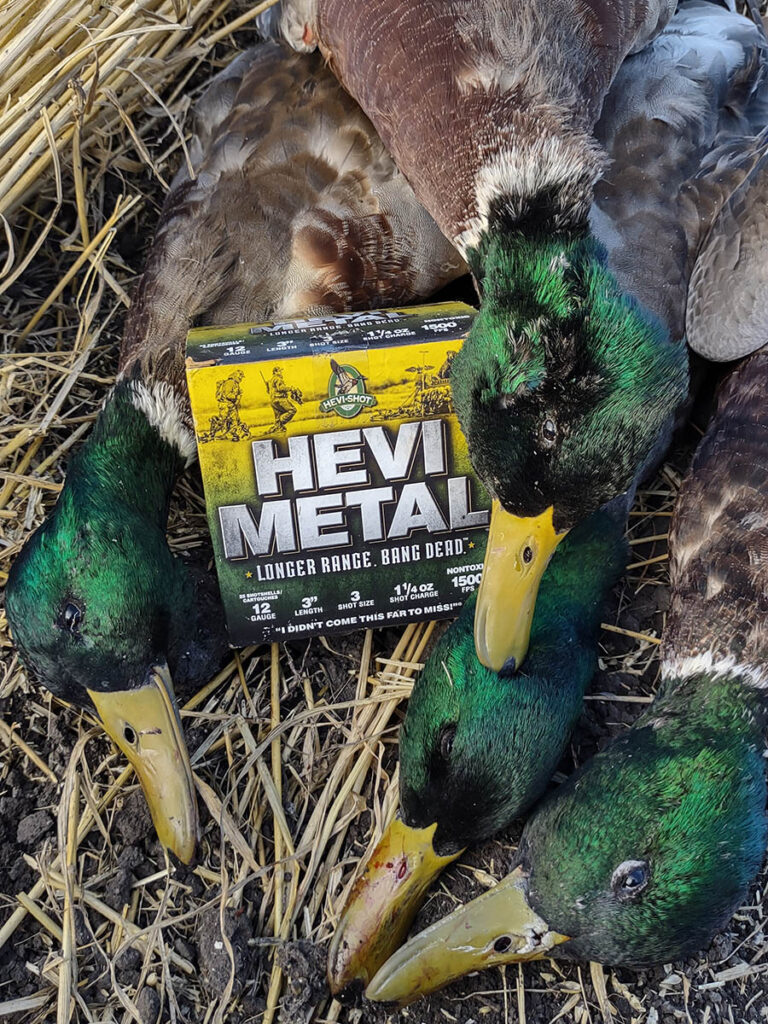 hevi metal shotgun shells ducks