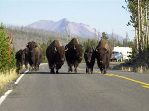 yellowstoen bison